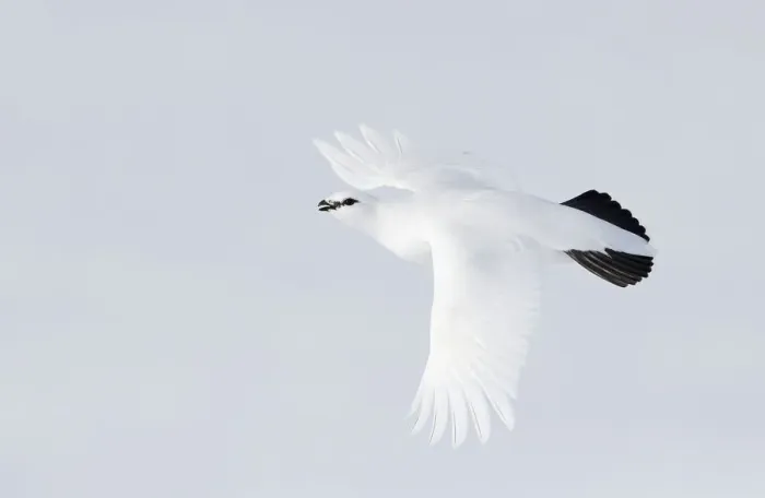 Framed Print : Rock ptarmigan (Lagopus muta) in flight, Utsjoki, Finland, April