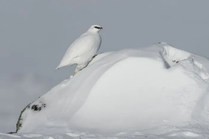 Framed Print : Rock ptarmigan (Lagopus muta) male on snow drift, Taymyr Peninsula, Siberia, Russia Framed Print : Rock ptarmigan (Lagopus muta) male on snow drift, Taymyr Peninsula, Siberia, Russia