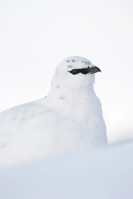 Framed Print : Rock ptarmigan (Lagopus mutus) close-up portrait in winter plumage, Cairngorms NP Framed Print : Rock ptarmigan (Lagopus mutus) close-up portrait in winter plumage, Cairngorms NP