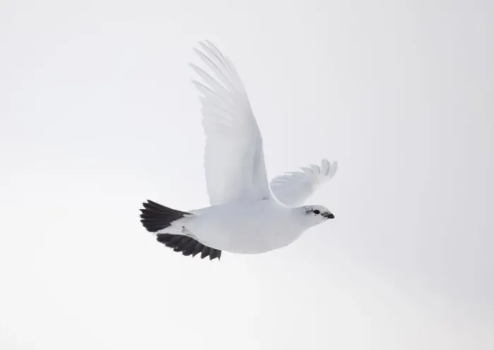 Framed Print : Rock ptarmigan (Lagopus mutus) female in flight in winter plumage, Cairngorms NP