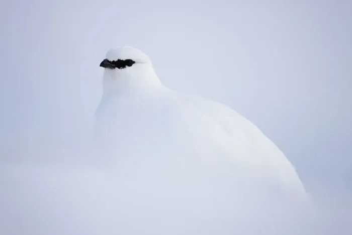 Framed Print : Rock ptarmigan (Lagopus mutus hyperborea) in snow, Spitsbergen, Svalbard, March 2009 Framed Print : Rock ptarmigan (Lagopus mutus hyperborea) in snow, Spitsbergen, Svalbard, March 2009