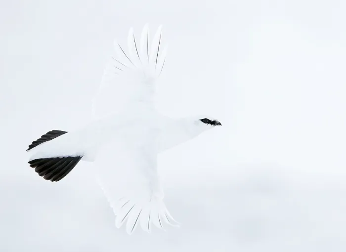 Framed Print : Rock ptarmigan (Lagopus mutus) male in winter plumage, portrait, Utsjoki, Finland. February Framed Print : Rock ptarmigan (Lagopus mutus) male in winter plumage, portrait, Utsjoki, Finland. February