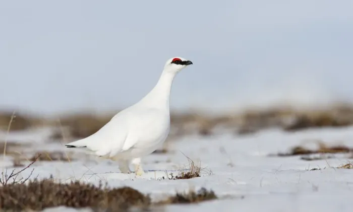 Framed Print : Rock ptarmigan (Lagopus mutus) standing in snow, Myvatn, Thingeyjarsyslur, Iceland Framed Print : Rock ptarmigan (Lagopus mutus) standing in snow, Myvatn, Thingeyjarsyslur, Iceland