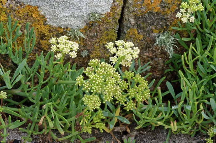 Framed Print : Rock samphire (Crithmum maritimum) growing round a lichen encrusted granite boulder on a beach, St Mary's, Isles of Scilly, UK. September Framed Print : Rock samphire (Crithmum maritimum) growing round a lichen encrusted granite boulder on a beach, St Mary's, Isles of Scilly, UK. September