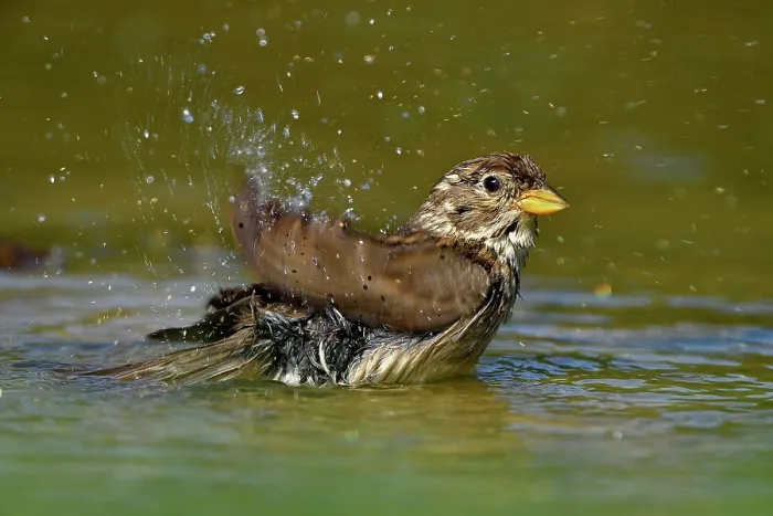 Framed Print : Rock sparrow (Petronia petronia) bathing, Navarre, Spain. June Framed Print : Rock sparrow (Petronia petronia) bathing, Navarre, Spain. June
