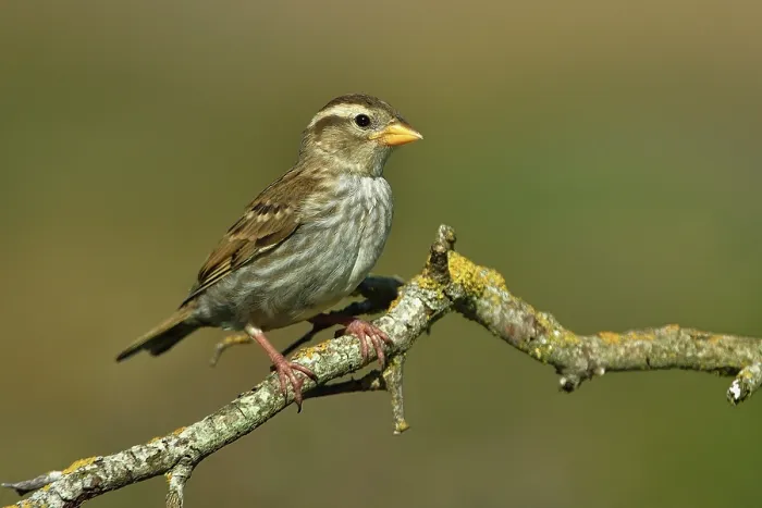 Framed Print : Rock sparrow (Petronia petronia) perched on branch, Navarre, Spain. June Framed Print : Rock sparrow (Petronia petronia) perched on branch, Navarre, Spain. June