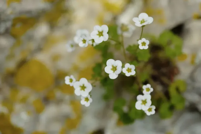 Framed Print : Rockfoil flowers (Saxifraga bourgaeana) Sierra de Grazalema Natural Park, southern Spain, May Framed Print : Rockfoil flowers (Saxifraga bourgaeana) Sierra de Grazalema Natural Park, southern Spain, May