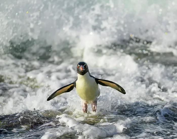 Framed Print : Rockhopper penguin (Eudyptes chrysocome) jumping out of the surf, Falkland islands, Atlantic Ocean Framed Print : Rockhopper penguin (Eudyptes chrysocome) jumping out of the surf, Falkland islands, Atlantic Ocean