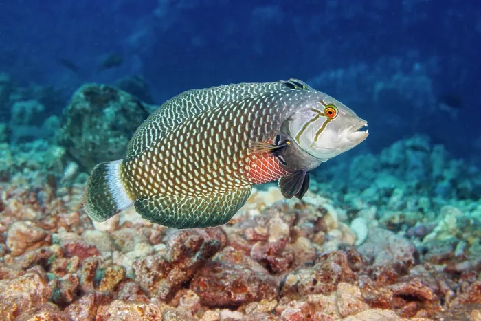 Framed Print : Rockmover wrasse (Novaculichthys taeniourus) swimming over coral reef, Hawaii, USA, Pacific Ocean Framed Print : Rockmover wrasse (Novaculichthys taeniourus) swimming over coral reef, Hawaii, USA, Pacific Ocean