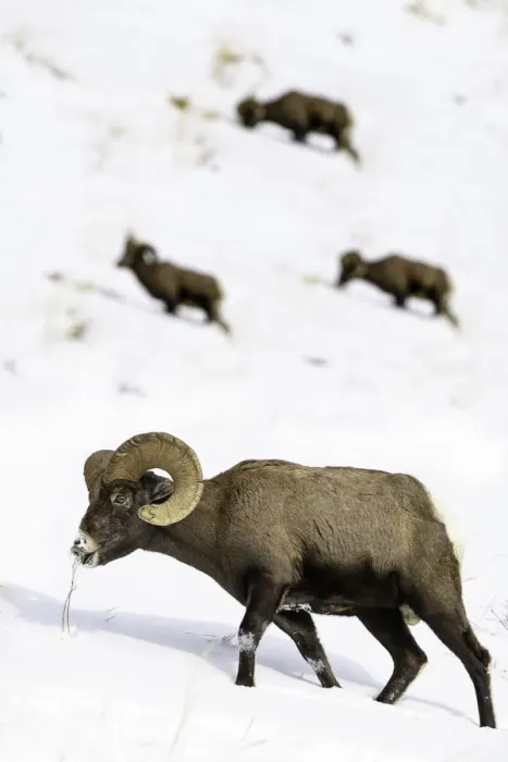 Framed Print : Rocky mountain bighorn sheep (Ovis canadensis canadensis) grazing. Lamar Valley, Yellowstone Framed Print : Rocky mountain bighorn sheep (Ovis canadensis canadensis) grazing. Lamar Valley, Yellowstone