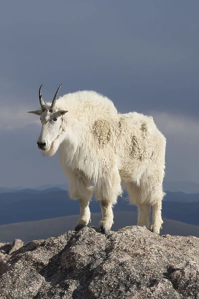 Rocky Mountain Goat (Oreamnos americanus) male on rocks at 14, 000 feet elevation