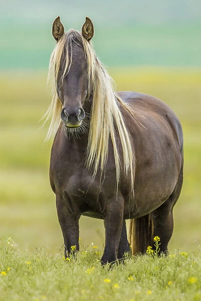 Rocky mountain horse, Bozeman, Montana, USA. June