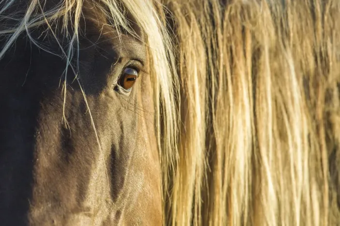 Framed Print : Rocky mountain horse close up of head and mane, Bozeman, Montana, USA. June Framed Print : Rocky mountain horse close up of head and mane, Bozeman, Montana, USA. June