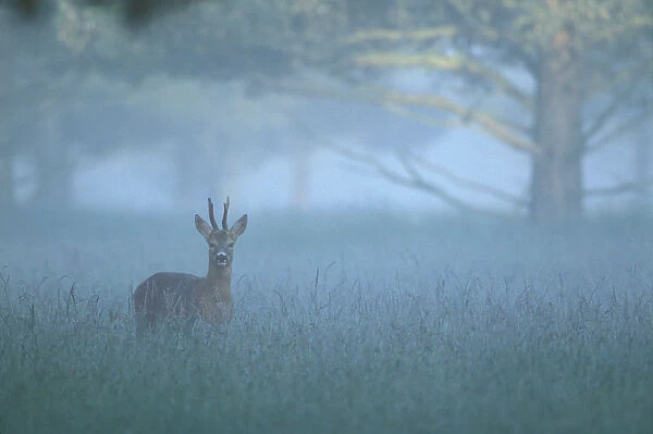 Roe deer buck in mist {Capreolus capreolus} UK