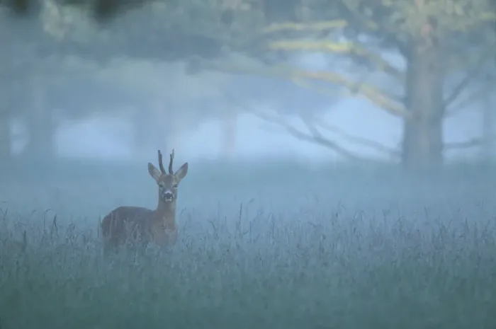Framed Print : Roe deer buck in mist {Capreolus capreolus} UK Framed Print : Roe deer buck in mist {Capreolus capreolus} UK