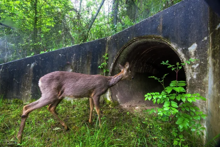 Framed Print : Roe deer (Capreolus capreolus) approaching entrance to a wildlife underpass below the A89 highway, Loire, France. May. Camera trap image Framed Print : Roe deer (Capreolus capreolus) approaching entrance to a wildlife underpass below the A89 highway, Loire, France. May. Camera trap image