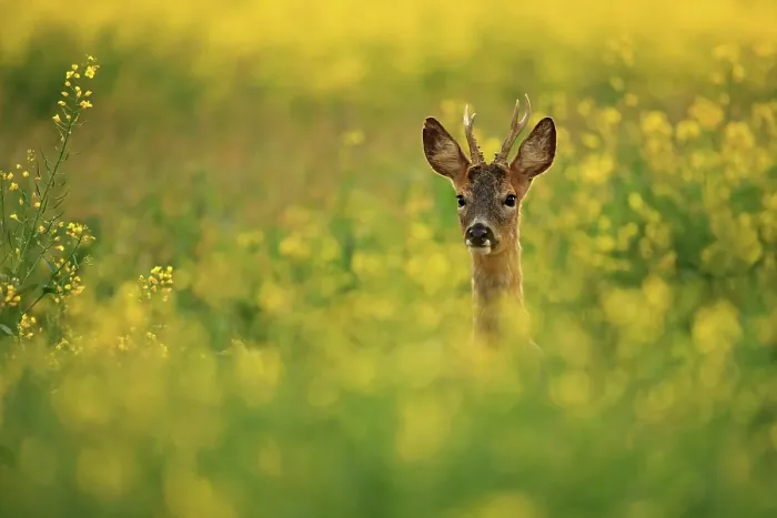 Framed Print : Roe deer (Capreolus capreolus) buck, standing in field of flowering Rapeseed (Brassica napus) at dusk, South Downs National Park, Hampshire, UK. May Framed Print : Roe deer (Capreolus capreolus) buck, standing in field of flowering Rapeseed (Brassica napus) at dusk, South Downs National Park, Hampshire, UK. May