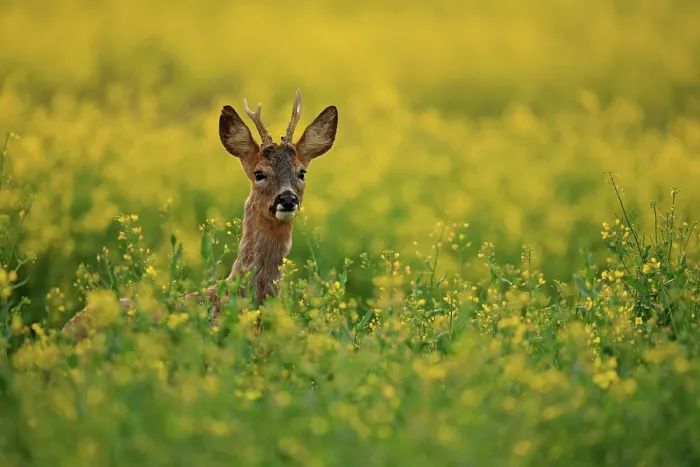 Framed Print : Roe deer (Capreolus capreolus) buck, standing in field of flowering Rapeseed (Brassica napus) at dusk, South Downs National Park, Hampshire, UK. May