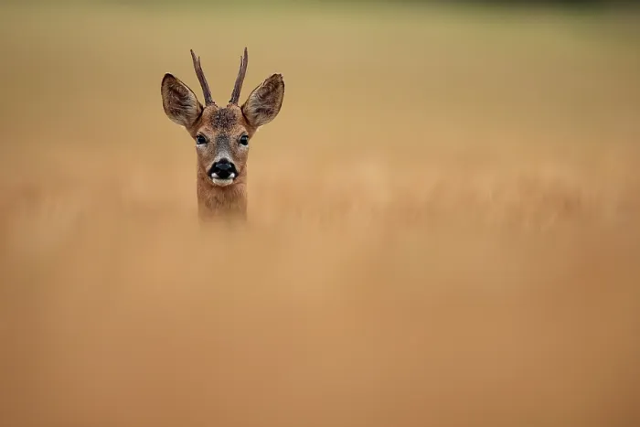 Framed Print : Roe deer (Capreolus capreolus) buck, standing alert in field of barley, South Downs National Park, Hampshire, UK. July Framed Print : Roe deer (Capreolus capreolus) buck, standing alert in field of barley, South Downs National Park, Hampshire, UK. July