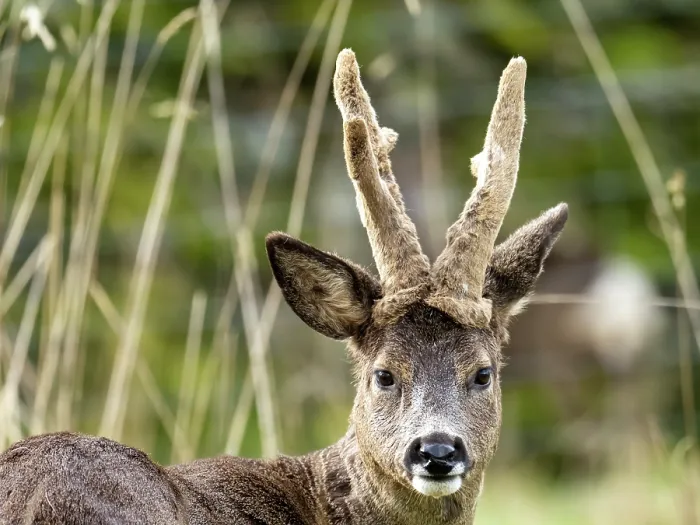 Framed Print : Roe deer (Capreolus capreolus) buck with antlers still in velvet, portrait, Ambleside, Lake District, Cumbria, UK. March Framed Print : Roe deer (Capreolus capreolus) buck with antlers still in velvet, portrait, Ambleside, Lake District, Cumbria, UK. March