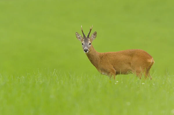 Roe deer (Capreolus capreolus) buck feeding in a field at dusk. Perthshire, Scotland, August