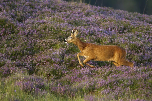 Roe deer (Capreolus capreolus) buck running across heather moorland in summer, Scotland, UK
