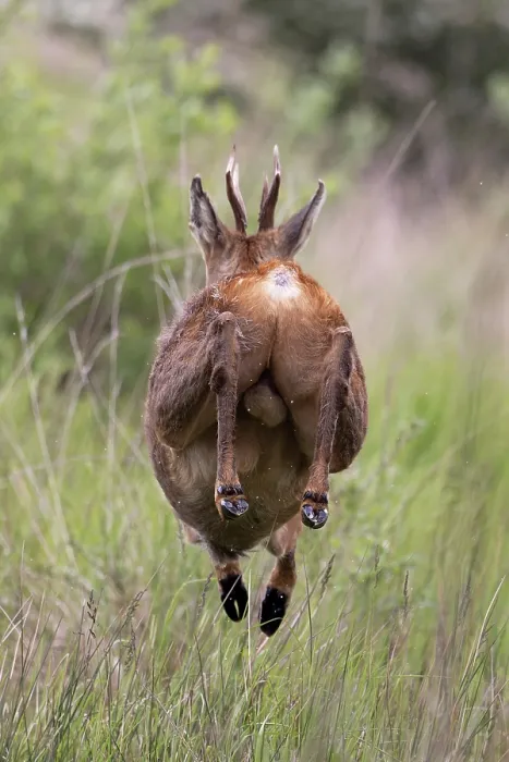 Framed Print : Roe deer (Capreolus capreolus) buck running through long grass, Norfolk, England, UK. May