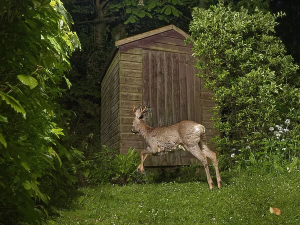 Roe deer (Capreolus capreolus) buck running past a garden shed at night, Wiltshire, UK