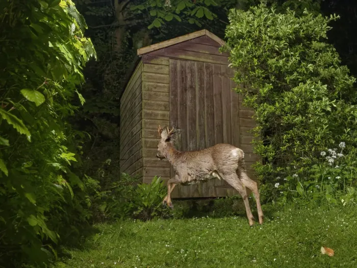 Framed Print : Roe deer (Capreolus capreolus) buck running past a garden shed at night, Wiltshire, UK Framed Print : Roe deer (Capreolus capreolus) buck running past a garden shed at night, Wiltshire, UK