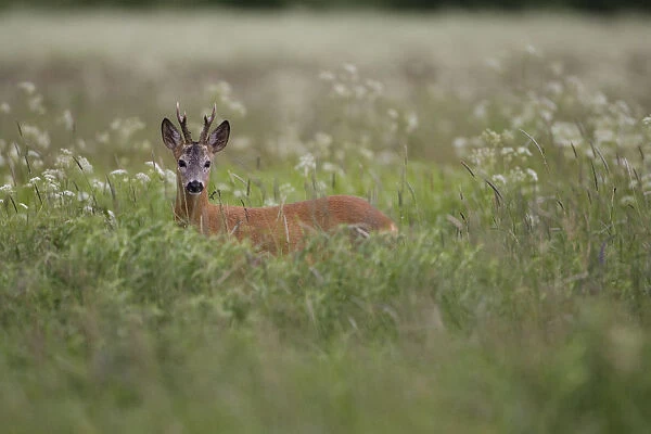 Roe deer (Capreolus capreolus) buck in wet meadow, Nemunas Regional Park, Lithuania