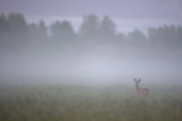 Roe deer (Capreolus capreolus) buck in wet meadow at dawn, Nemunas Delta, Lithuania