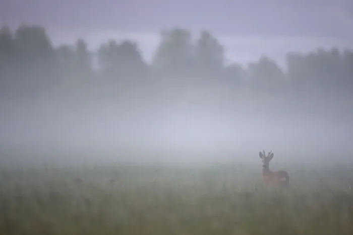Framed Print : Roe deer (Capreolus capreolus) buck in wet meadow at dawn, Nemunas Delta, Lithuania Framed Print : Roe deer (Capreolus capreolus) buck in wet meadow at dawn, Nemunas Delta, Lithuania