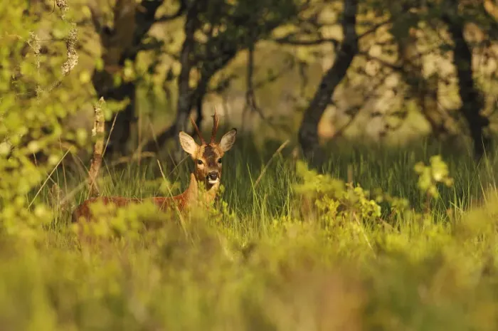Framed Print : Roe Deer (Capreolus capreolus) buck in a woodland field. Perthshire, Scotland, June