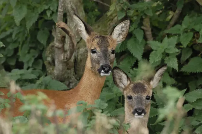 Framed Print : Roe deer (Capreolus capreolus) doe with fawn standing in hedgerow, Fife, Scotland, UK. September