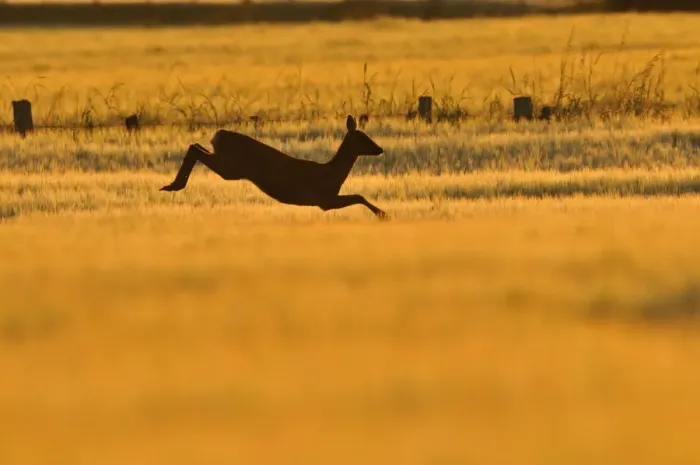 Framed Print : Roe Deer (Capreolus capreolus) doe leaping through barley field in dawn light. Perthshire Framed Print : Roe Deer (Capreolus capreolus) doe leaping through barley field in dawn light. Perthshire