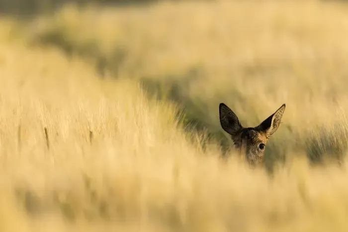 Framed Print : Roe deer (Capreolus capreolus) doe peering out from crop of barley, Scotland, UK, July Framed Print : Roe deer (Capreolus capreolus) doe peering out from crop of barley, Scotland, UK, July