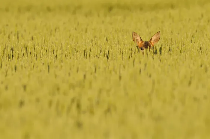 Framed Print : Roe Deer (Capreolus capreolus) doe peering from wheat field. Perthshire, Scotland, June Framed Print : Roe Deer (Capreolus capreolus) doe peering from wheat field. Perthshire, Scotland, June