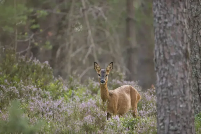 Framed Print : Roe deer (Capreolus capreolus) doe in Scots pine woodland, Cairngorms National Park Framed Print : Roe deer (Capreolus capreolus) doe in Scots pine woodland, Cairngorms National Park