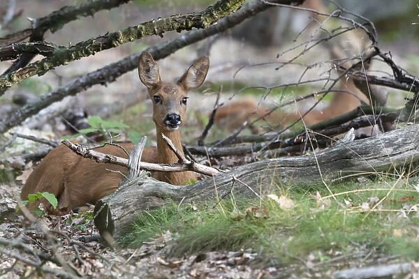 Roe deer (Capreolus capreolus) doe sitting amongst logs. Peerdsbos, Brasschaat, Belgium