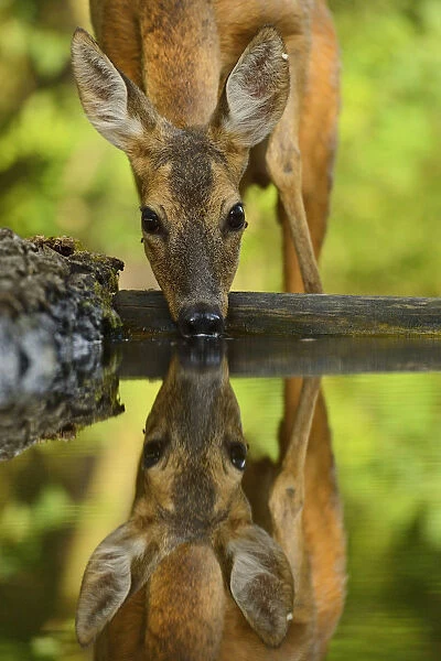 Roe deer (Capreolus capreolus) drinking, Pusztaszer protected landscape, Kiskunsagi, Hungary, May