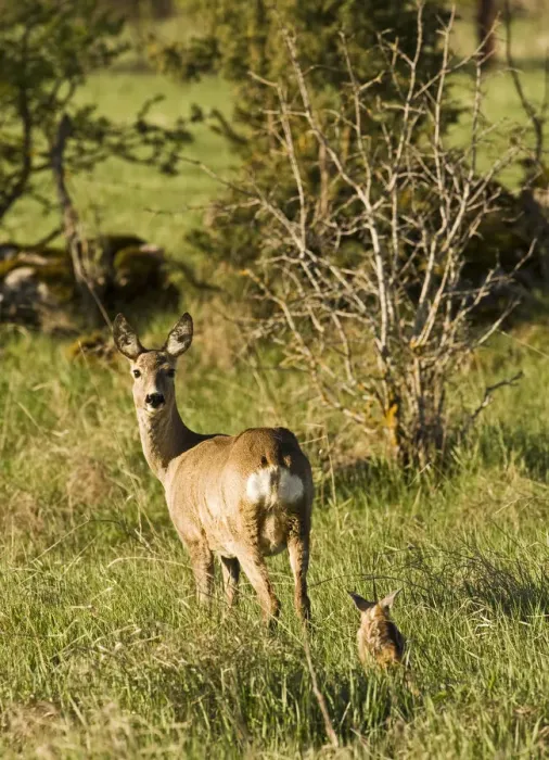 Framed Print : Roe deer (Capreolus capreolus) with fawn, Matsalu National Park, Estonia, May 2009 Framed Print : Roe deer (Capreolus capreolus) with fawn, Matsalu National Park, Estonia, May 2009