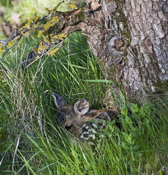 Roe deer (Capreolus capreolus) fawn curled up at base of tree, Estonia, May 2009