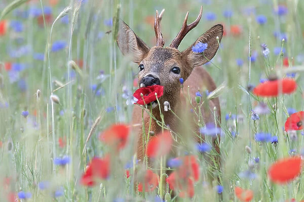 Roe deer (Capreolus capreolus) feeding in field with flowering Poppies (Papaver rhoeas) and Cornflower (Centaurea cyanus), De Inslag, Brasschaat, Belgium, June