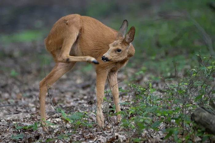 Framed Print : Roe deer (Capreolus capreolus) female, scratching itself with hind leg, Peerdsbos, Brasschaat, Belgium. July Framed Print : Roe deer (Capreolus capreolus) female, scratching itself with hind leg, Peerdsbos, Brasschaat, Belgium. July