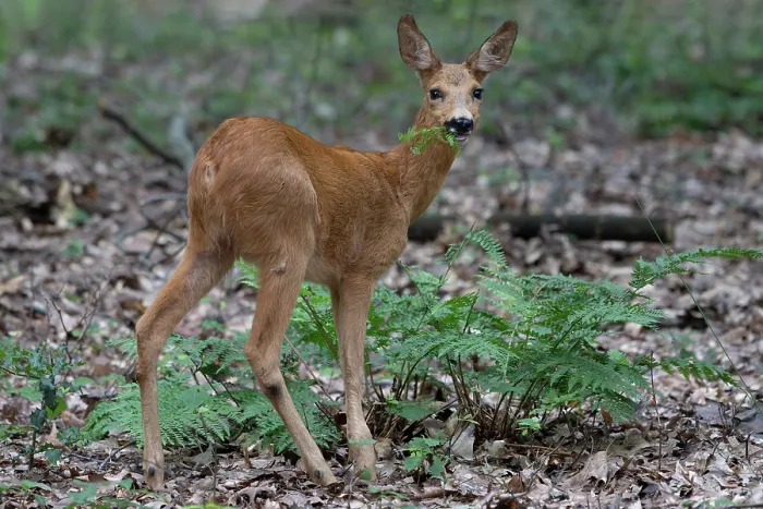Framed Print : Roe deer (Capreolus capreolus) female, feeding on ferns in woodland, Peerdsbos, Brasschaat, Belgium. July Framed Print : Roe deer (Capreolus capreolus) female, feeding on ferns in woodland, Peerdsbos, Brasschaat, Belgium. July