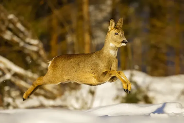 Framed Print : Roe deer (Capreolus capreolus) female leaping in snow, Southern Norway, March Framed Print : Roe deer (Capreolus capreolus) female leaping in snow, Southern Norway, March