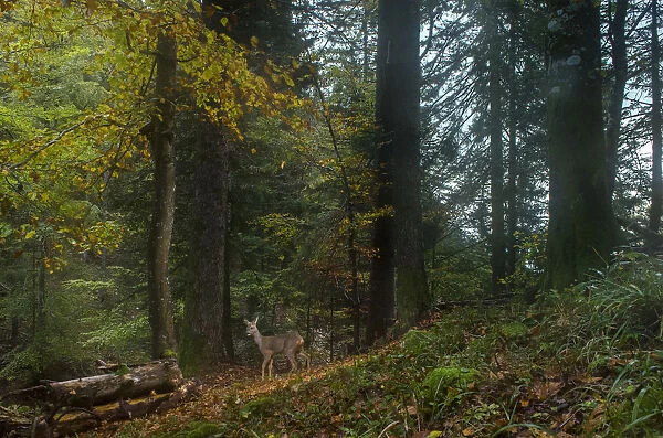 Roe deer (Capreolus capreolus) female in woodland, Jura mountains, Switzerland, October