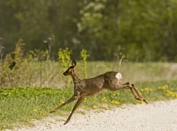 Framed Print : Roe deer (Capreolus capreolus) leaping, Matsalu National Park, Estonia, May 2009 Framed Print : Roe deer (Capreolus capreolus) leaping, Matsalu National Park, Estonia, May 2009