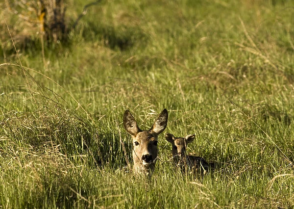 Roe deer (Capreolus capreolus) lying in long grass with fawn, Matsalu National Park