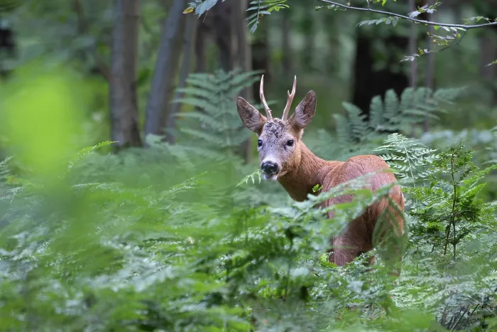 Framed Print : Roe deer (Capreolus capreolus) male, feeding on ferns in woodland, Peerdsbos, Brasschaat, Belgium. July Framed Print : Roe deer (Capreolus capreolus) male, feeding on ferns in woodland, Peerdsbos, Brasschaat, Belgium. July